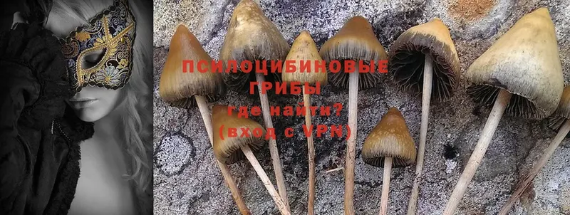 Галлюциногенные грибы Cubensis  Добрянка 